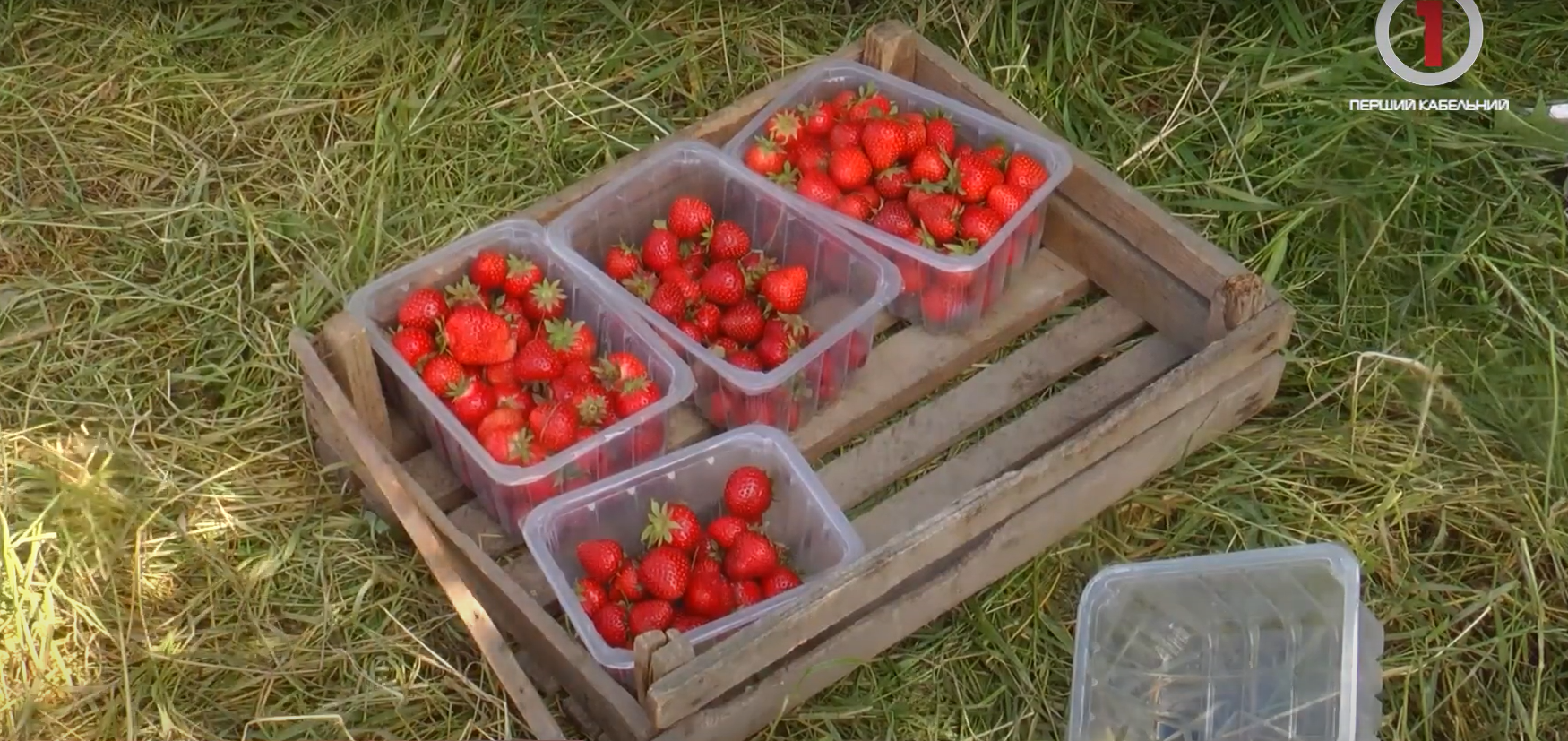 Полуничний сезон у розпалі: яка вартість червоної ягоди на Закарпатті? (ФОТО; ВІДЕО)