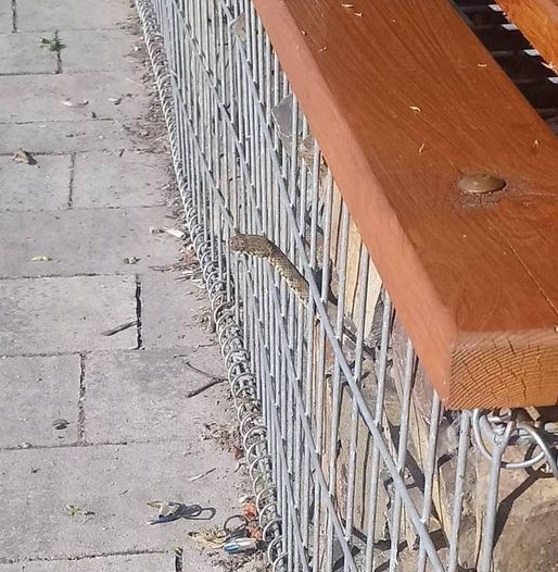 Нашестя змій в Хусті: в місцевому парку плазуни вилізають прямо з-під лавиць