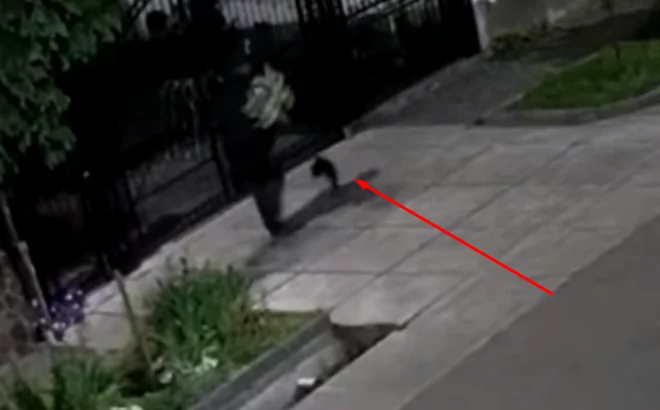 Черговий акт вандалізму: на цей раз у Виноградові