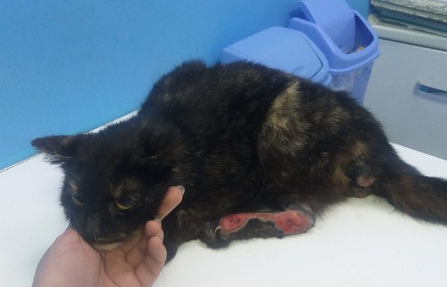 У Сваляві стріляли у тварину: кішка стала жертвою жорстокості