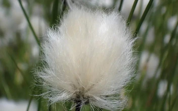 Пухівка піхвова: на Закарпатті розквітла унікальна рослина