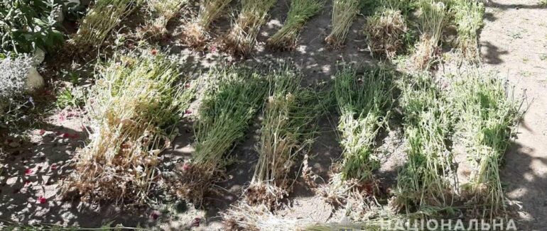 У жительки Мукачівщини вилучили майже тисячу стебел маку