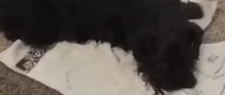 В Ужгороді змія вкусила собаку: ветеринари борються за життя