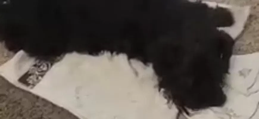 В Ужгороді змія вкусила собаку: ветеринари борються за життя