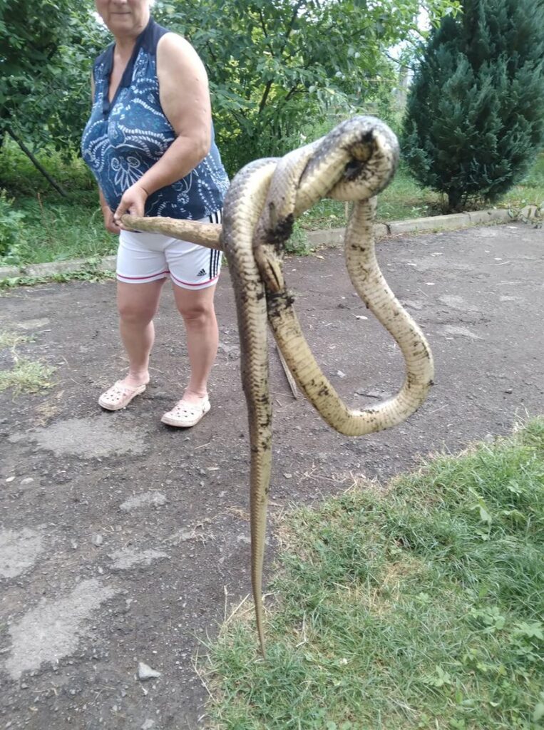 Великий Березний, подвір'я, змія, полоз