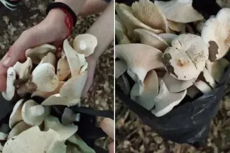 15-хвилинна прогулянка пройшла з користю: на Виноградівщині жінка із зібраними трофеями порадувала родину смачною вечерею