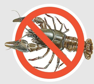 На Закарпатті заборонили виловлювати раків