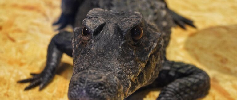 Перший крокодил на Закарпатті: в Ужгороді “програмно” презентують каймана Шнайдера