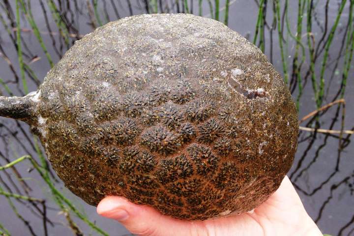 Дуже тривожний сигнал: у Дніпрі під Києвом виявили дивні створіння