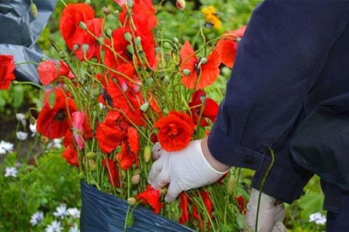 На Закарпатті триває спецоперація “Мак-2021”