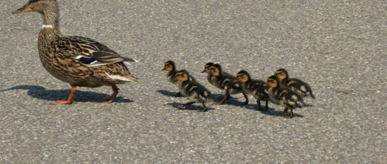 У Києві шкуродер переїхав каченят, що переходили дорогу