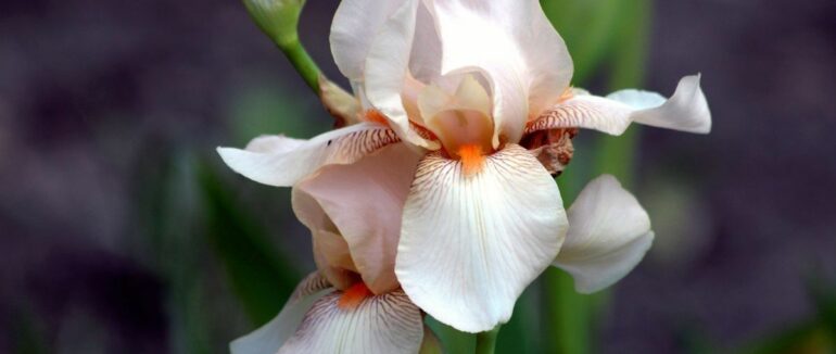 Прогноз погоди на 12 червня: в Закарпатській області буде тепло