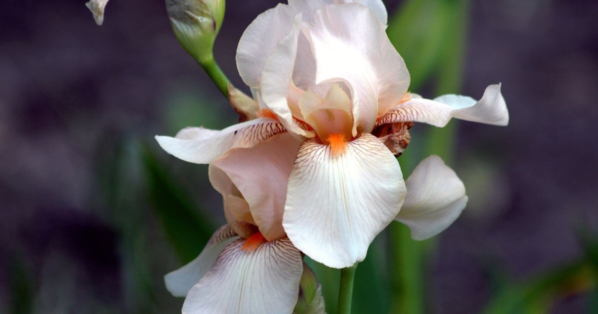 Прогноз погоди на 12 червня: в Закарпатській області буде тепло