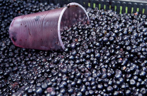 Де на Перечинщині уже полюють за «чорним золотом» Карпат