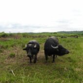 На Хустщині проживають харизматичні буйволи