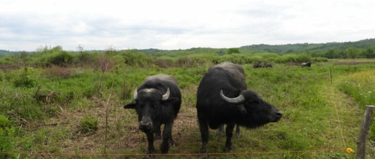 На Хустщині проживають харизматичні буйволи