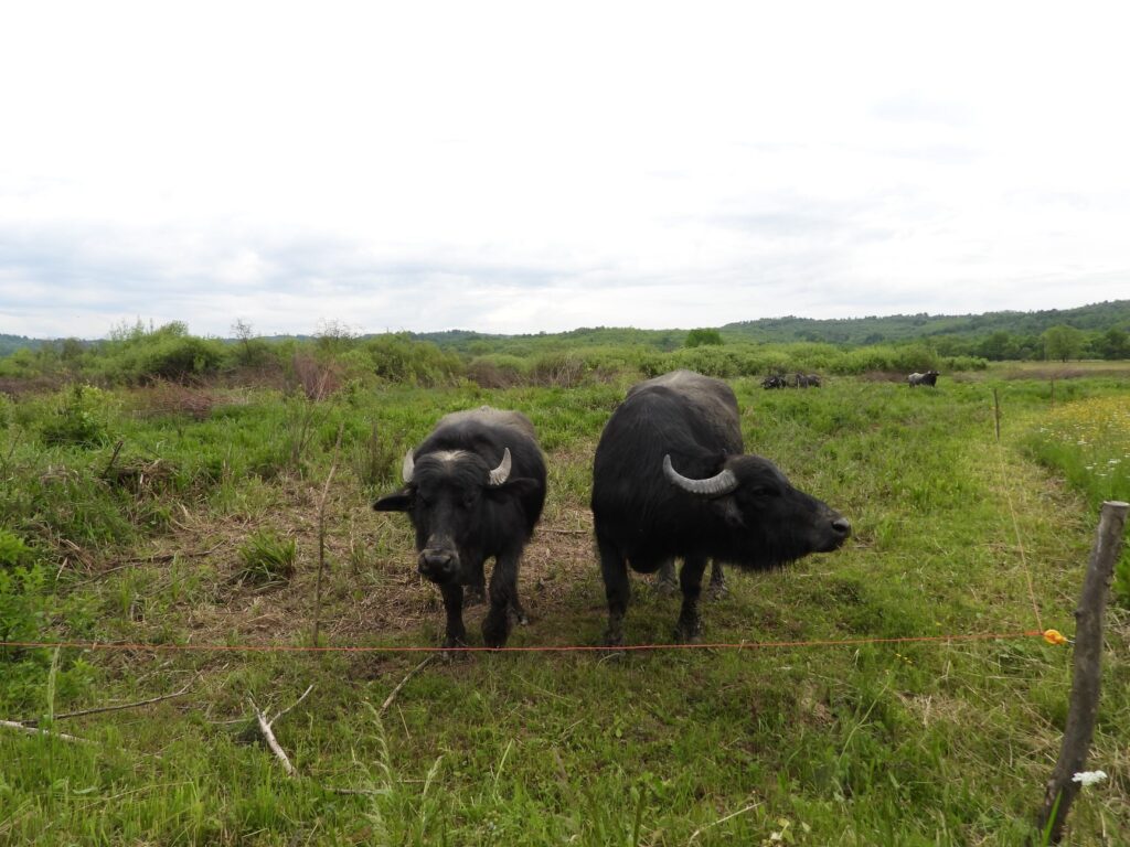 На Хустщині проживають харизматичні буйволи