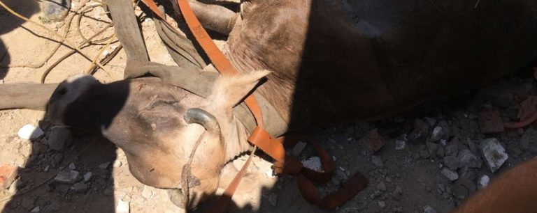 На Виноградівщині рятували корову, яка впала у вигрібну яму