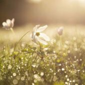 Якою буде погода у наступні 3 дні на Закарпатті