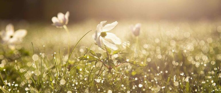 Якою буде погода у наступні 3 дні на Закарпатті