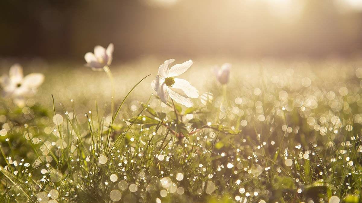 Якою буде погода у наступні 3 дні на Закарпатті