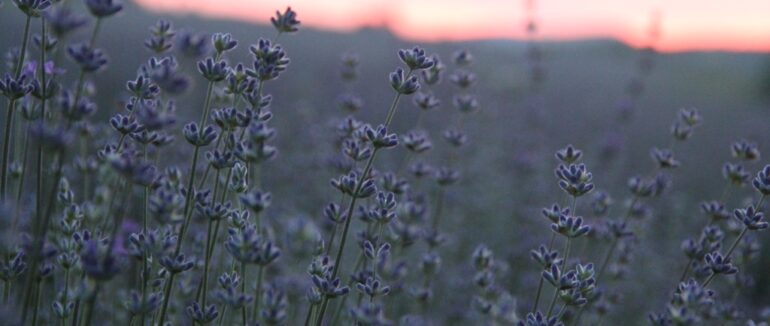 У Перечині розквітла «Лавандова гора»