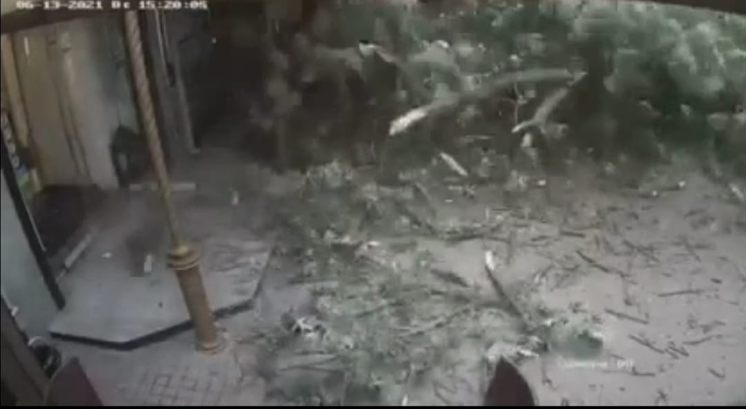 За секунду до: родину ледь не придавило дерево