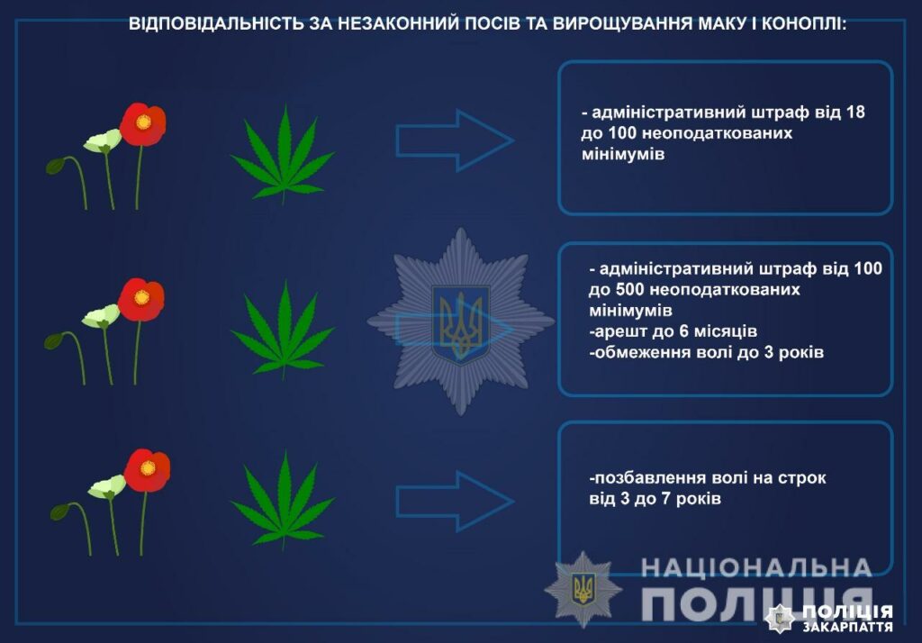 мак, конопля, 2021, пооліція, спецоперація, сільське господарство