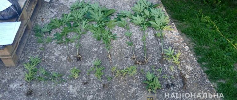 На Мукачівщині затримали наркозловмисника: чоловік вдома вирощував марихуану