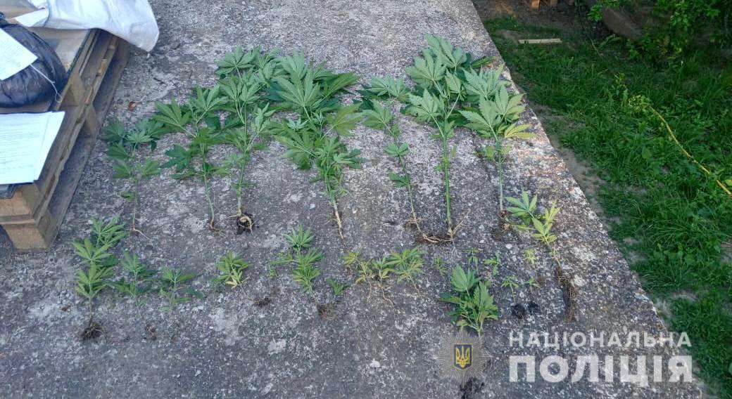 На Мукачівщині затримали наркозловмисника: чоловік вдома вирощував марихуану