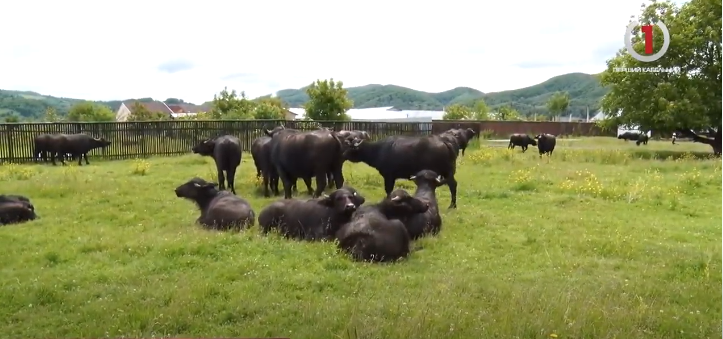 Екоферма «Райський куточок» : на Хустщині фермер перетворив своє господарство на справжній туристичний комплекс  (ФОТО, ВІДЕО)