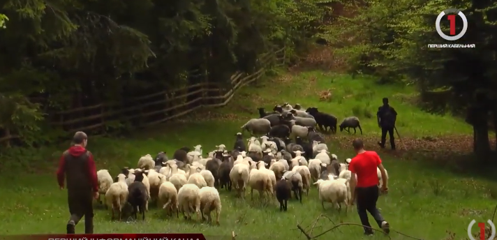 Вівці та бринза: як на Міжгірщині проводжали отар на полонину (ФОТО, ВІДЕО)