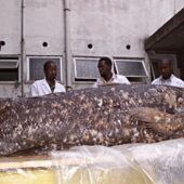 Латимерія: риба, яка пережила динозаврів і може жити до 100 років