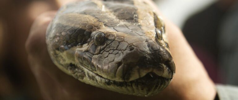 Що робити, якщо вкусила змія – поради спеціалістів