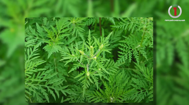 Природний алерген: в Ужгороді розповіли про боротьбу з амброзією (ФОТО, ВІДЕО)