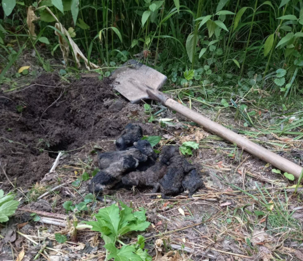 В Ужгороді невідомі живцем закопали цуценят