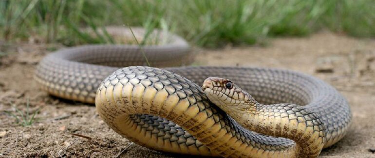У Великому Березному до жінки у подвір’я заліз величезний полоз