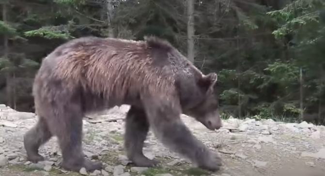У Карпатах побільшало диких ведмедів: місцевий житель дивом залишився живим