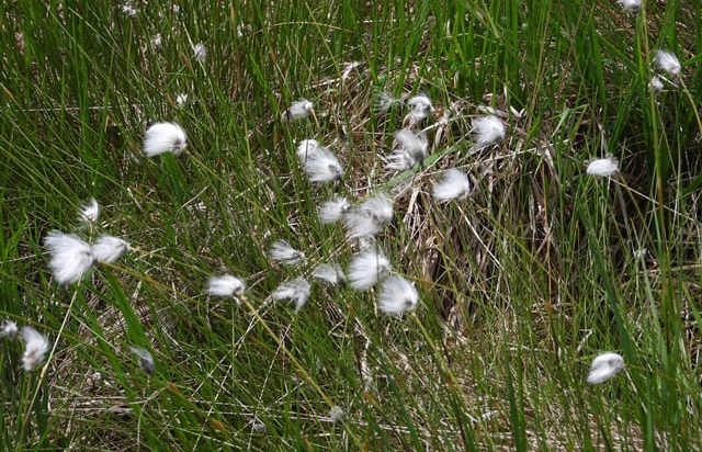 На Закарпатті цвіте унікальна рослина з незвичайною назвою