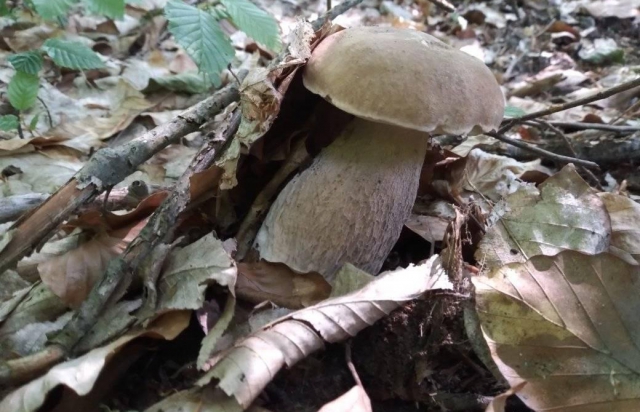 Закарпатці продовжують хизуватися своїми грибами у мережах