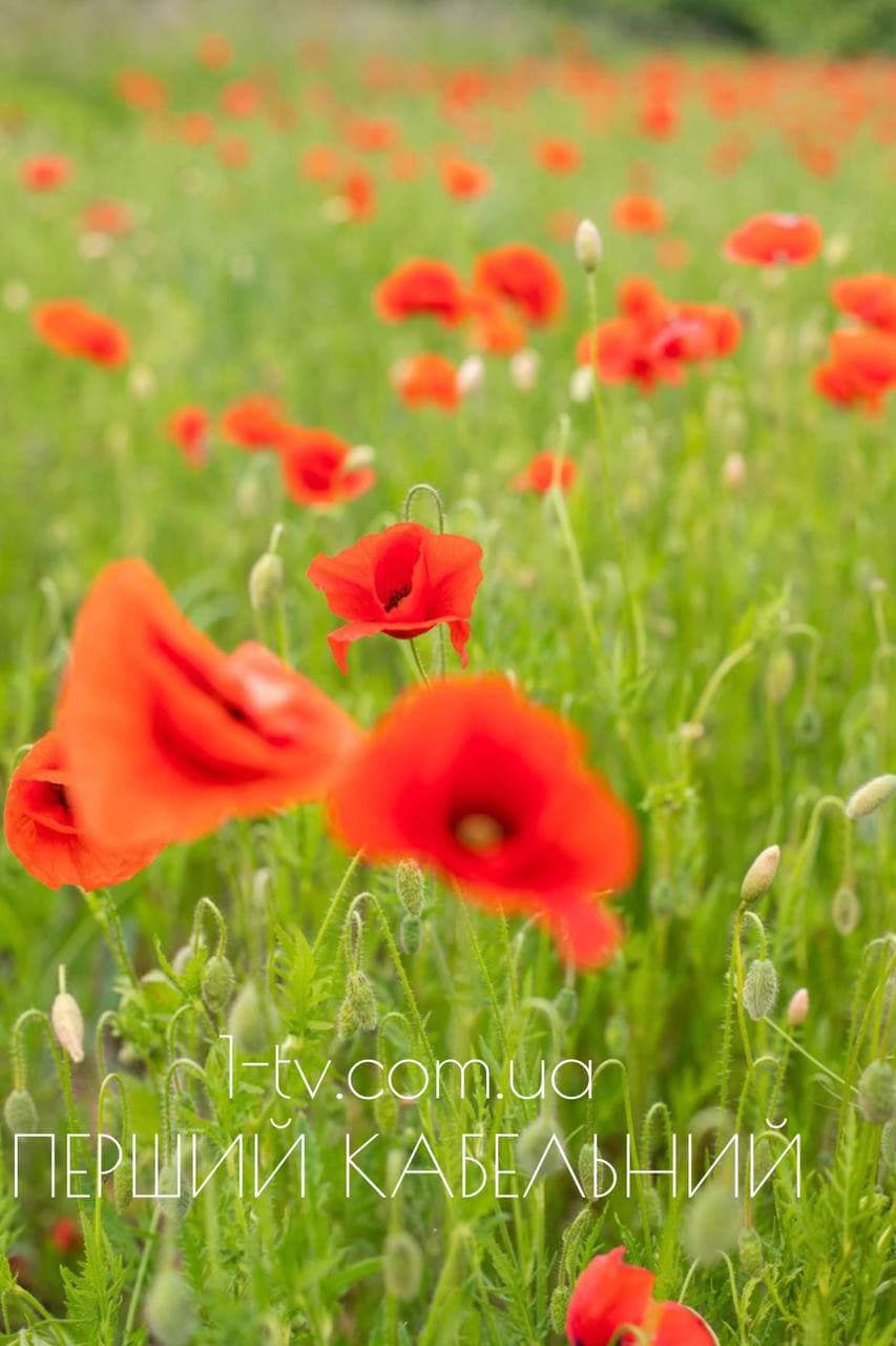 Макове поле продовжує набирати популярності серед мукачівців