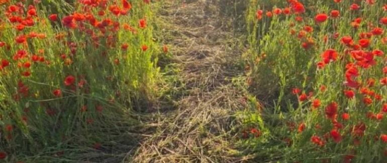Дбайливе ставлення понад усе: доля макового поля Мукачева