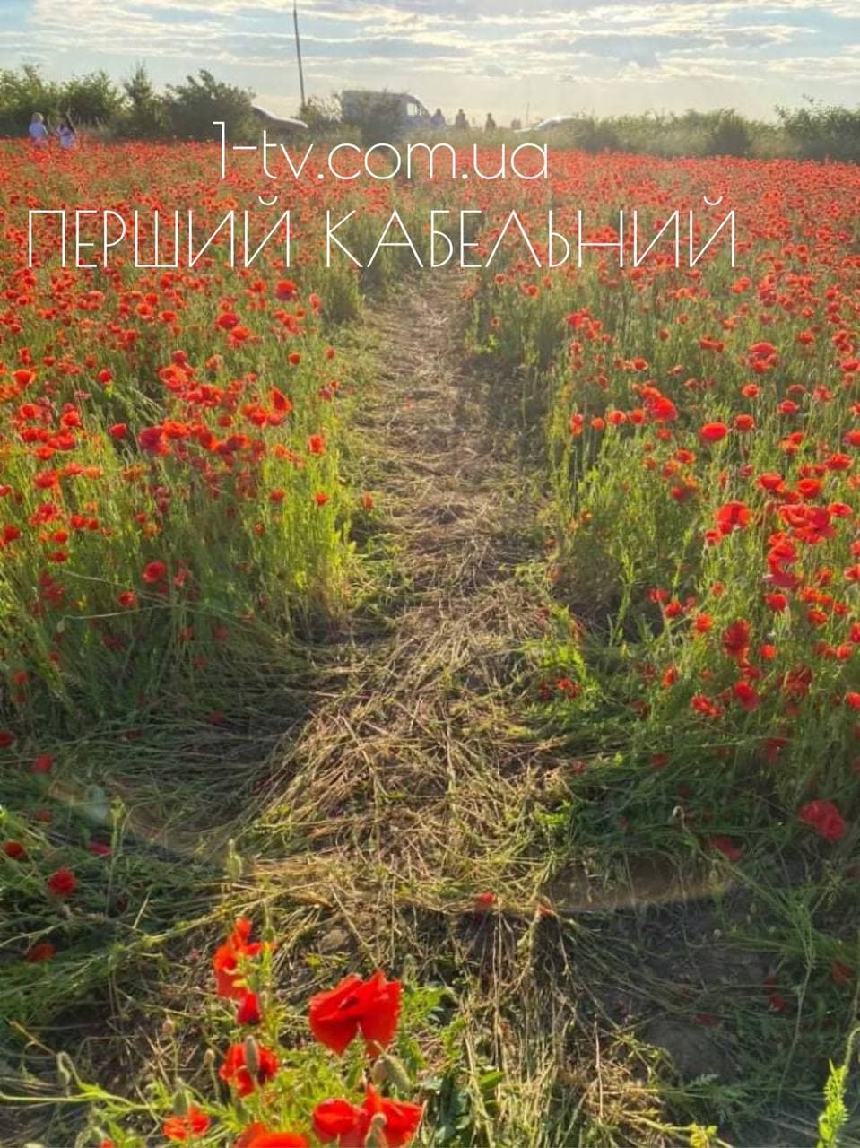 Дбайливе ставлення понад усе: доля макового поля Мукачева