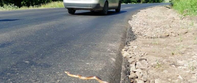 Поблизу Ужанського нацпарку під колесами автомобілів масово гинуть змії