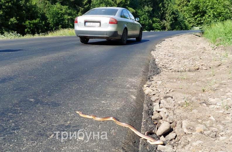 Поблизу Ужанського нацпарку під колесами автомобілів масово гинуть змії