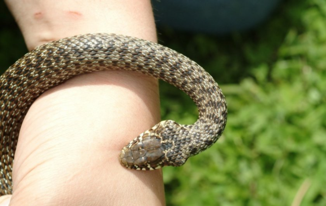 У Карпатах 45-річного чоловіка укусила змія: його доправили до лікарні