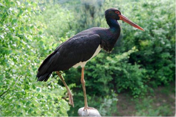 У Мукачеві на річці Латориця сфотографували рідкісного птаха