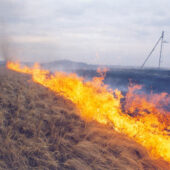 З 2021 року на Закарпатті ліквідували 530 пожеж в екосистемах