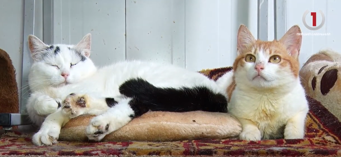 Нелюдська жорстокість: малолітніх дітей підозрюють у катуванні тварин (ФОТО, ВІДЕО)