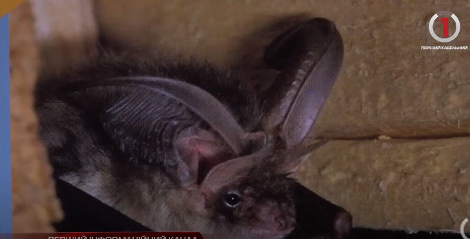 Розвіяти міфи та зберегти популяцію кажанів: на Закарпатті триває екологічний проєкт (ФОТО, ВІДЕО)